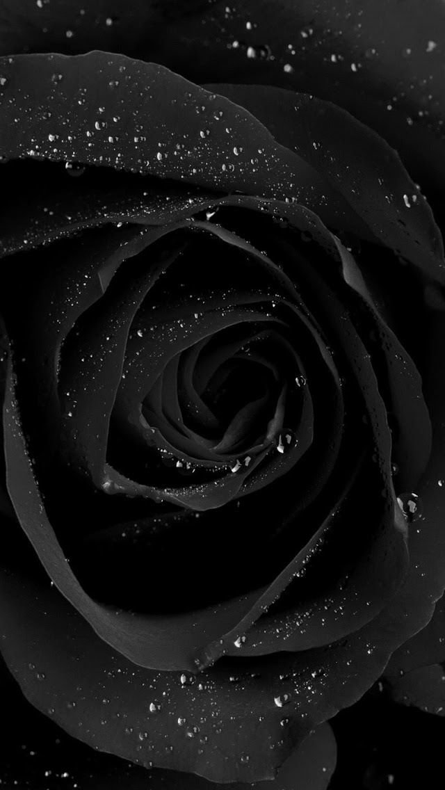Aesthetic Black Rose Wallpaper