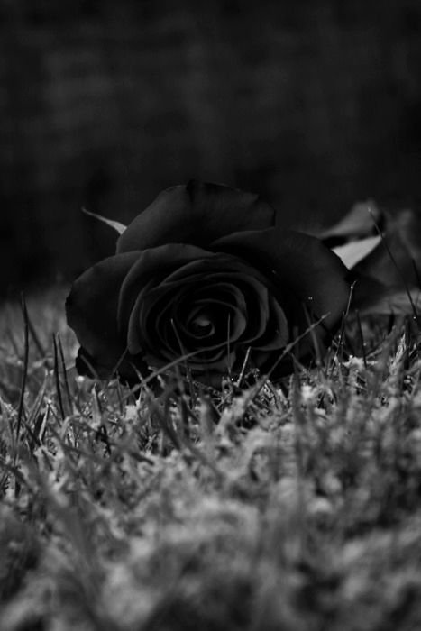 Black And White Rose HD Wallpaper