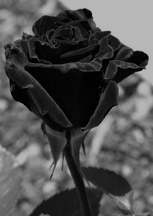 Black And White Rose Wallpaper For Walls
