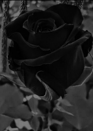 Black And White Rose Wallpaper Iphone