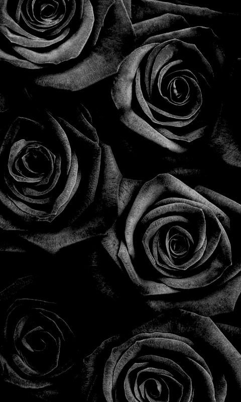Black And White Wallpaper Floral Rose