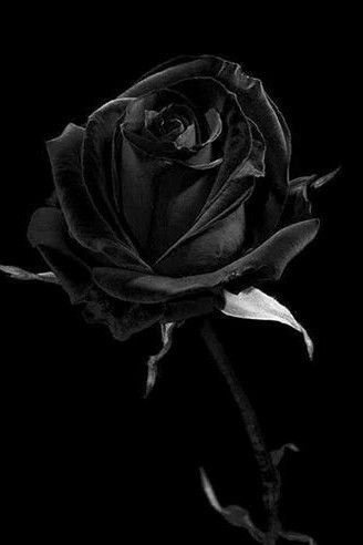 Black And White Wallpaper Rose