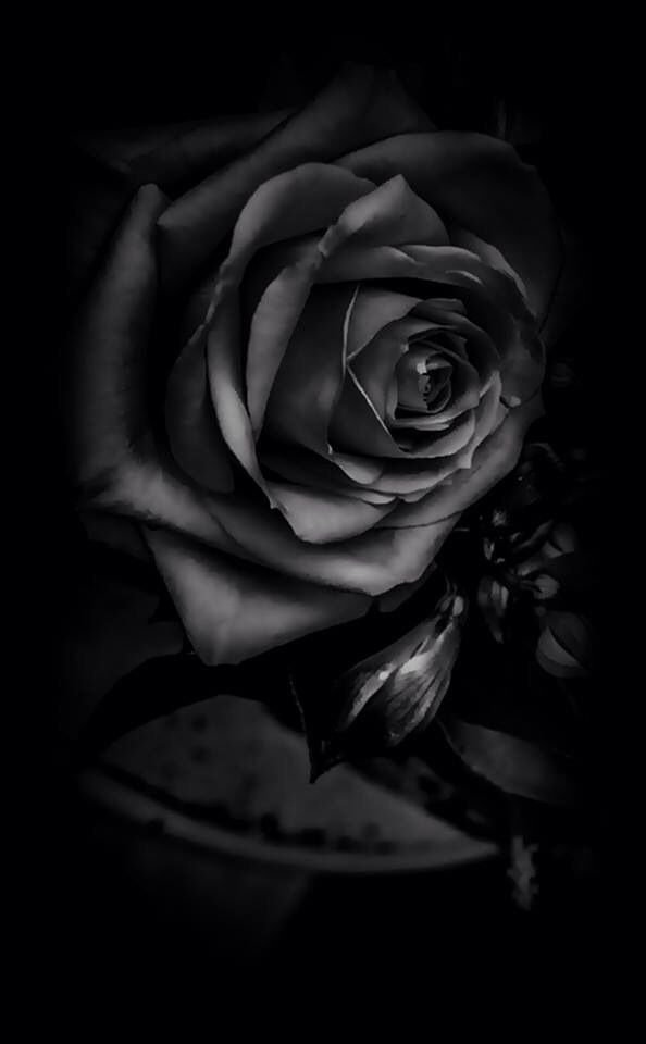 Black Background With Rose Wallpaper