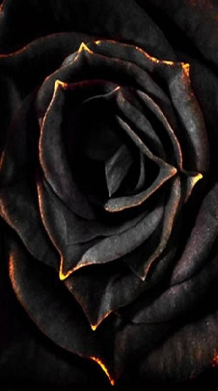 Black N Red HD Wallpaper With Hearts And Rose