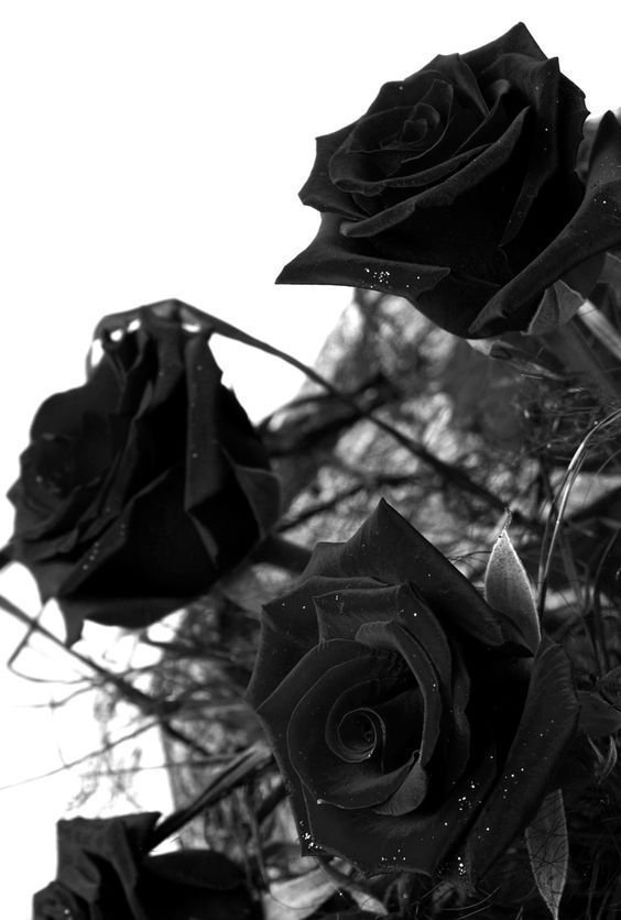 Black Rose 3D Wallpaper