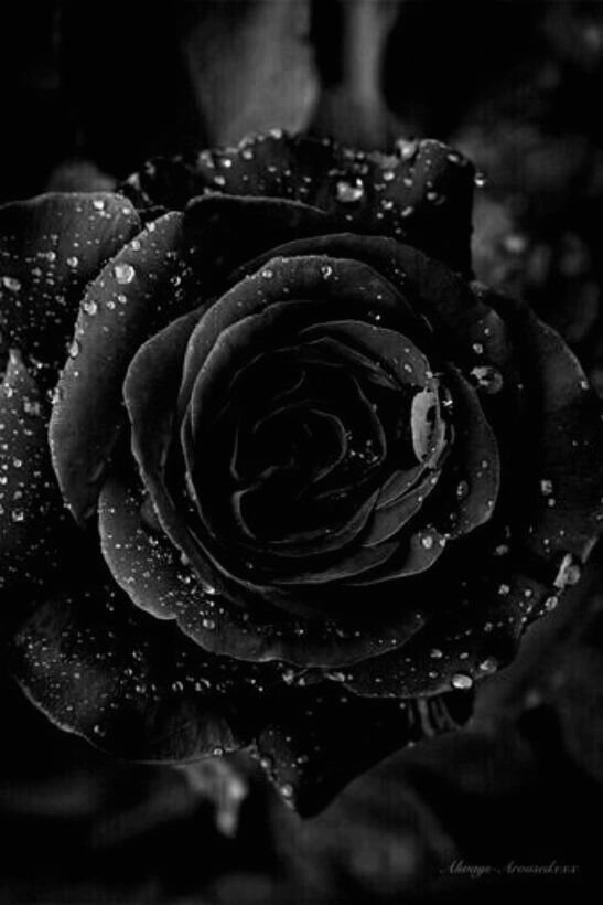 Black Rose Flower HD Wallpaper