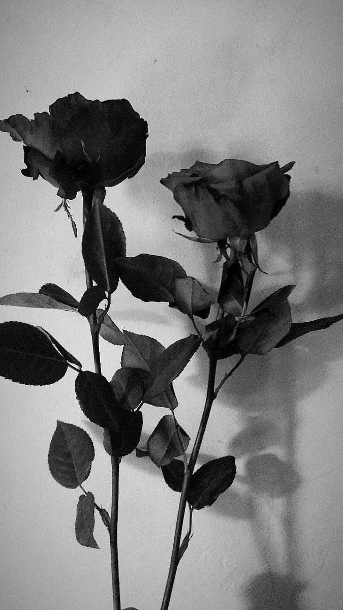 Black Rose HD Wallpaper 1920X1080