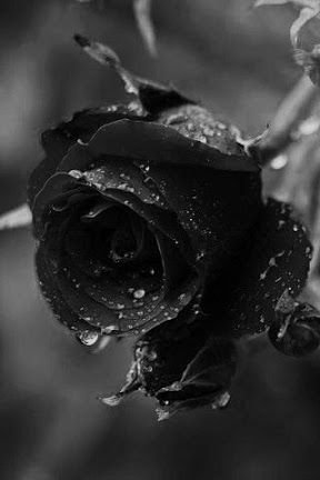 Black Rose Images HD Wallpaper Download
