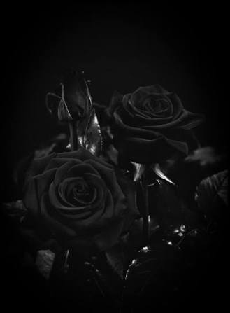 Black Rose Images HD Wallpaper