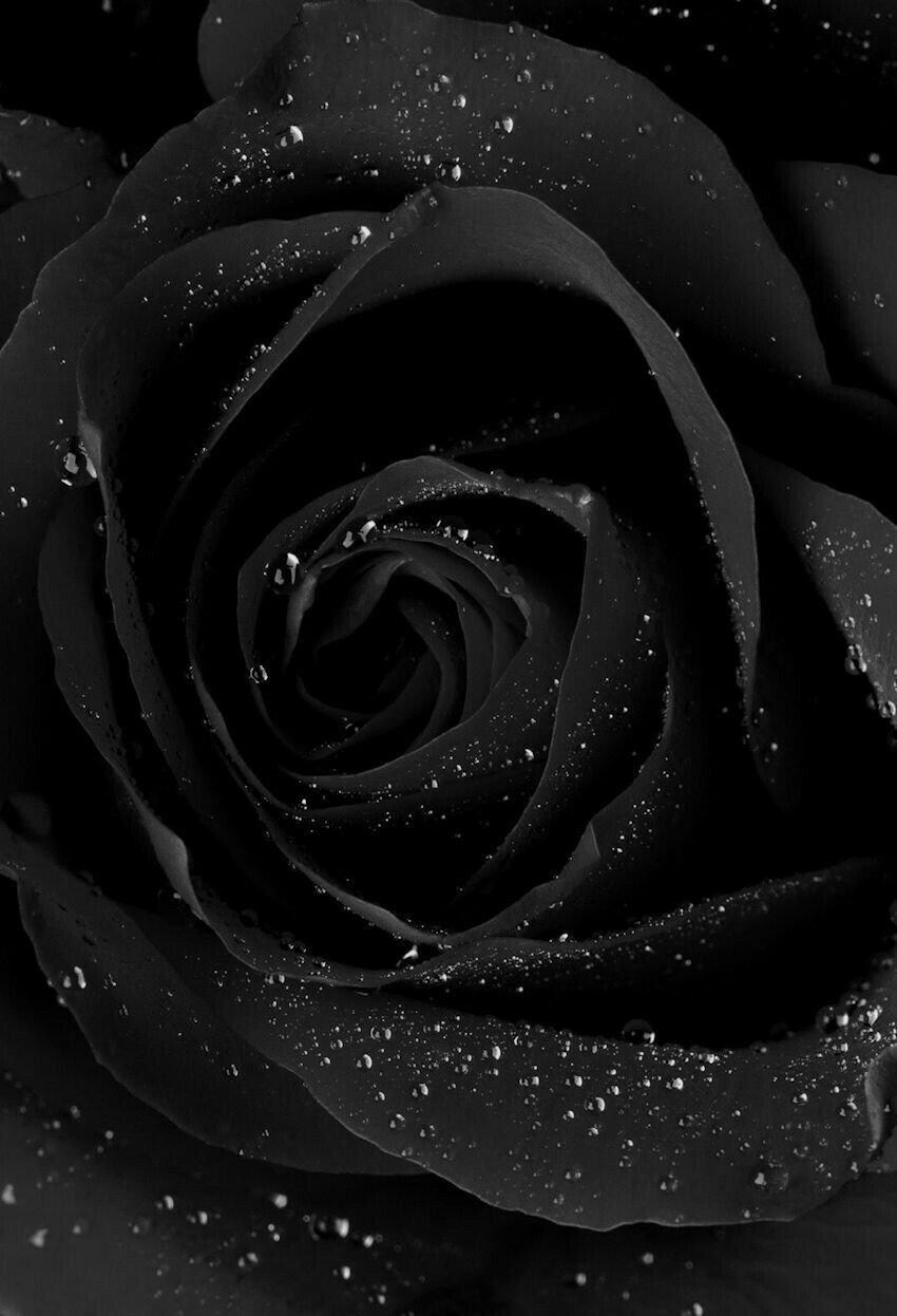 Black Rose Wallpaper Download