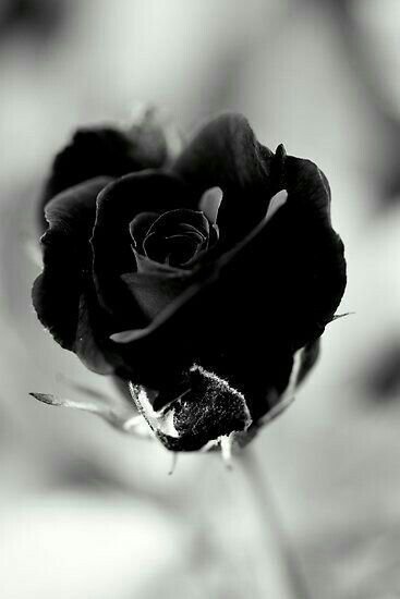 Black Rose Wallpaper HD Iphone