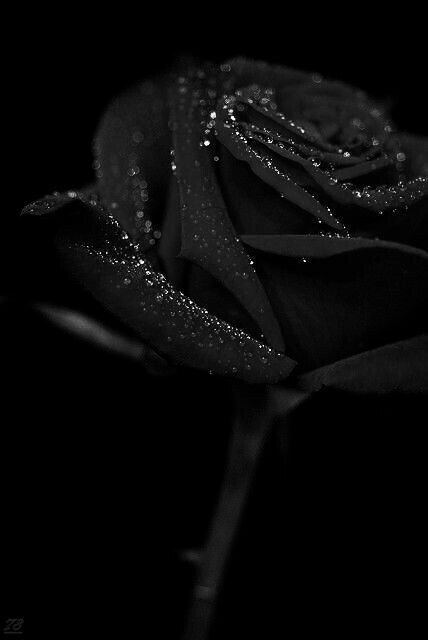 Black Rose Wallpaper Tumblr