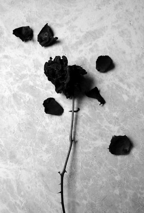 Black Wallpaper With Rose