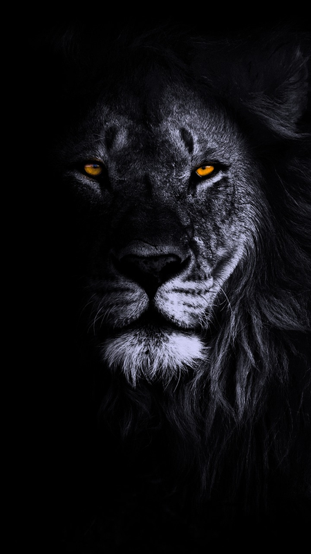 Black Wallpapers Lion