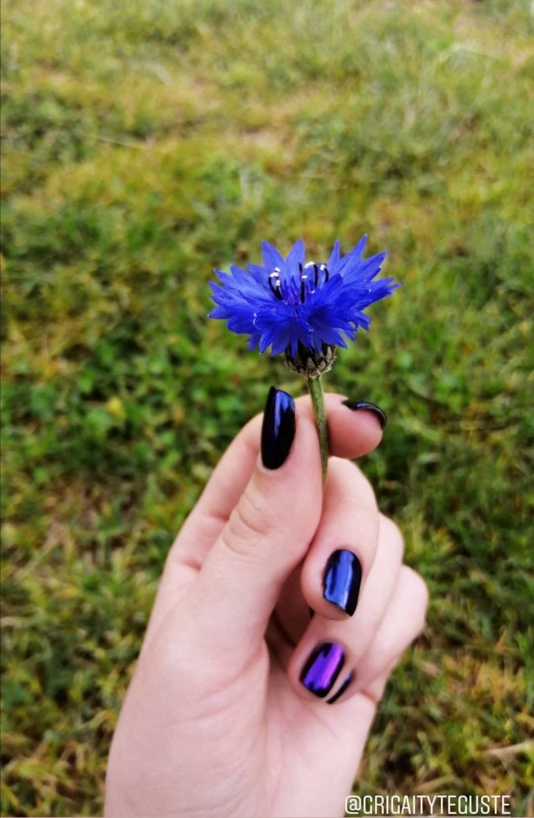 Blue Flowers DP