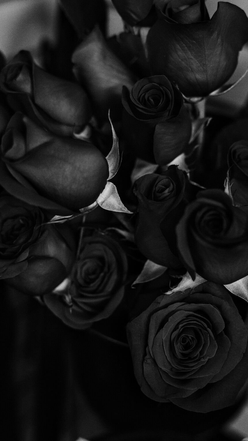 Download Black And White Rose Wallpaper