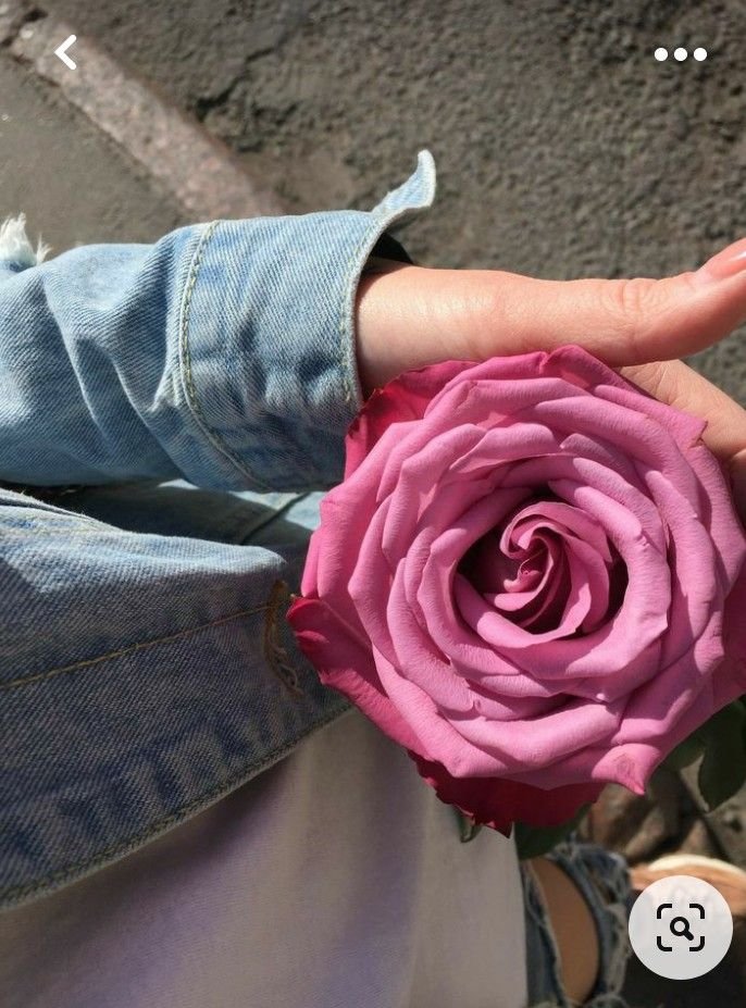 DP Flowers PIC Rose
