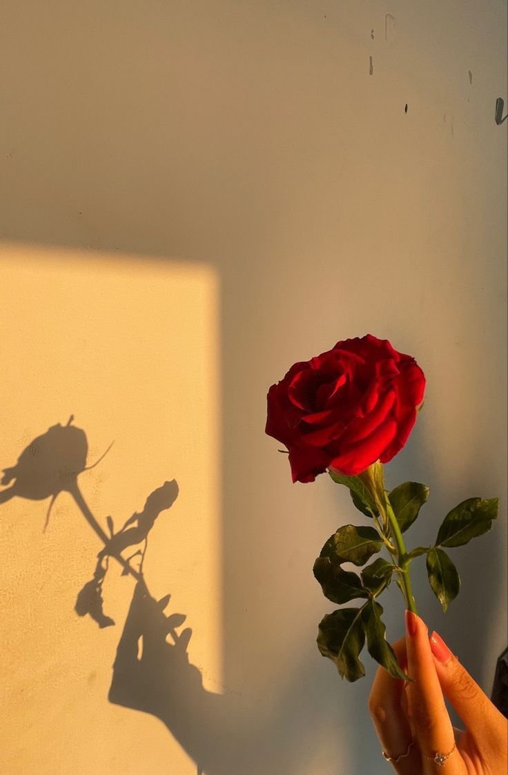 Flower Rose DP