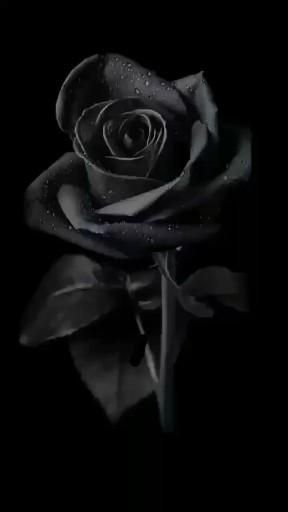 Good Morning Black Rose Wallpaper