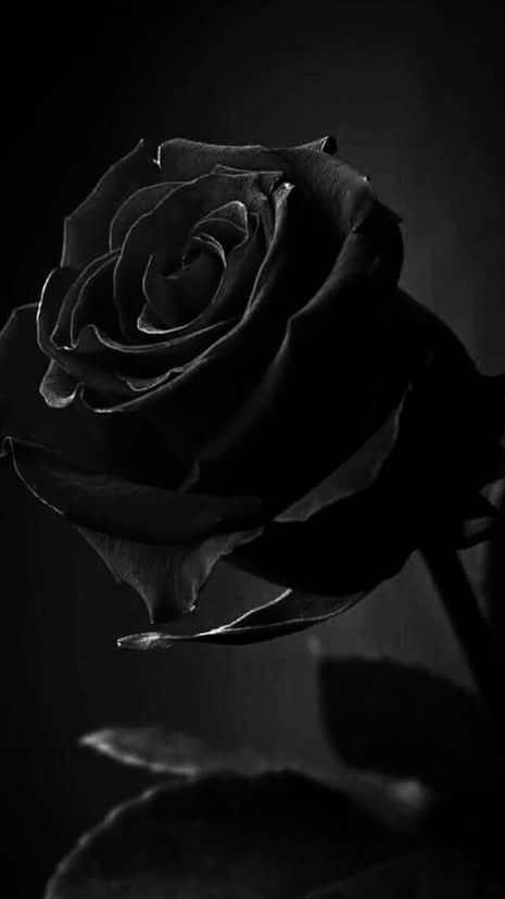 HD Rose Wallpaper With Black Background