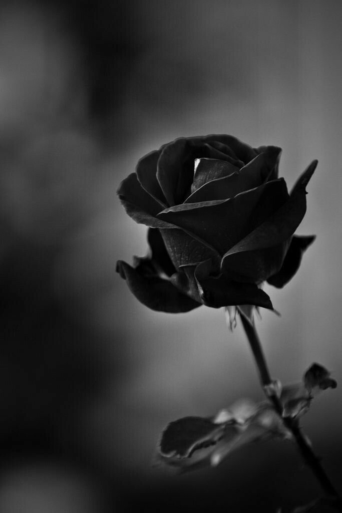 Iphone Black And White Rose Wallpaper