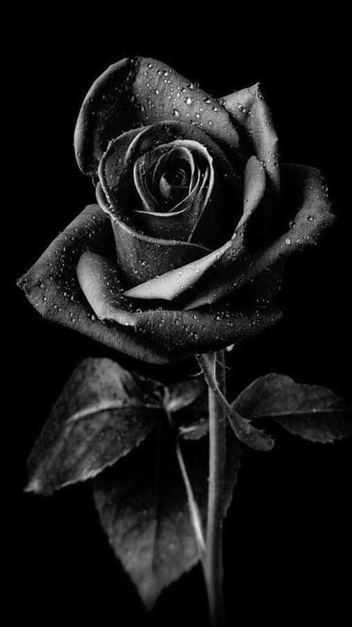 Love Rose Wallpaper HD Black Background