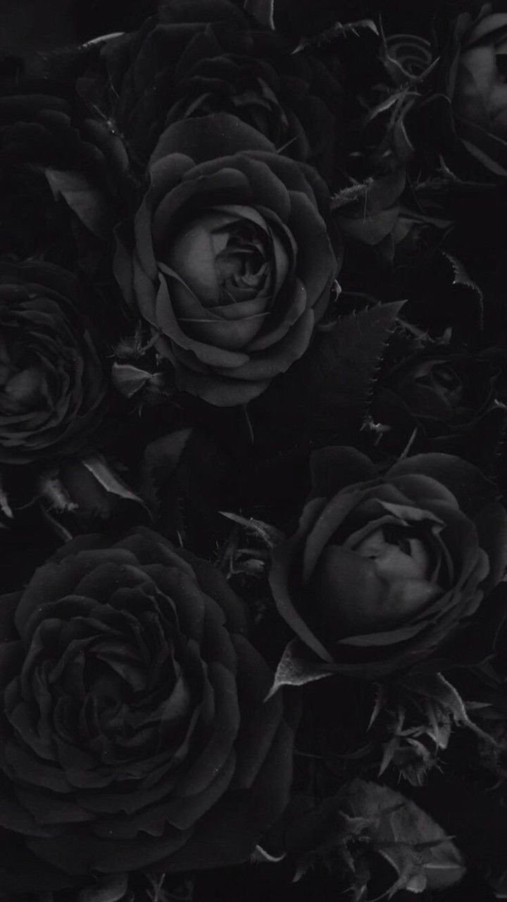 Multi Coloured Rose With Black Background Wallpaper