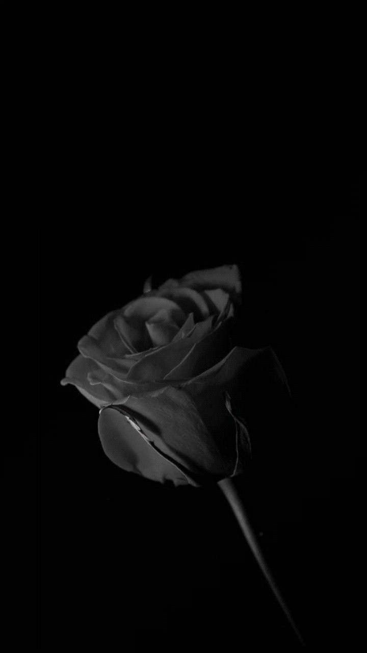 Pink Rose With Black Background Wallpaper 1380 766