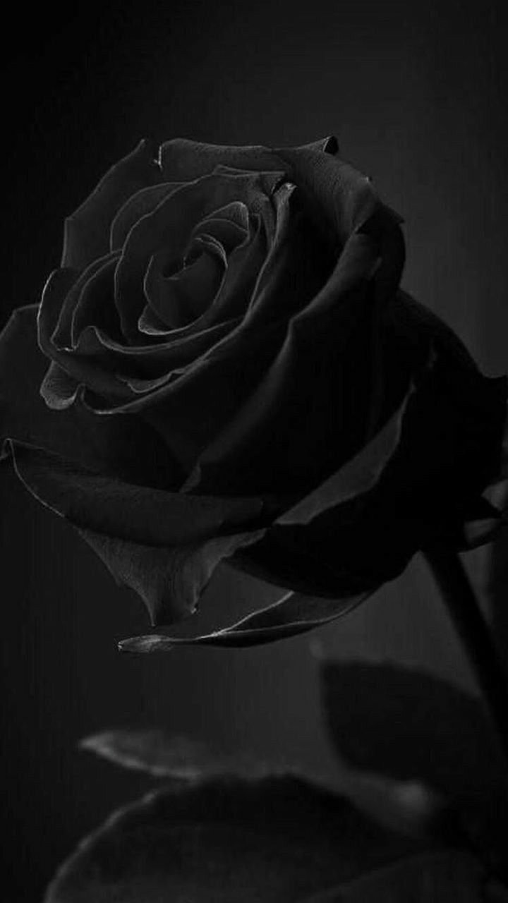 Red Rose With Black And White Background HD Wallpaper