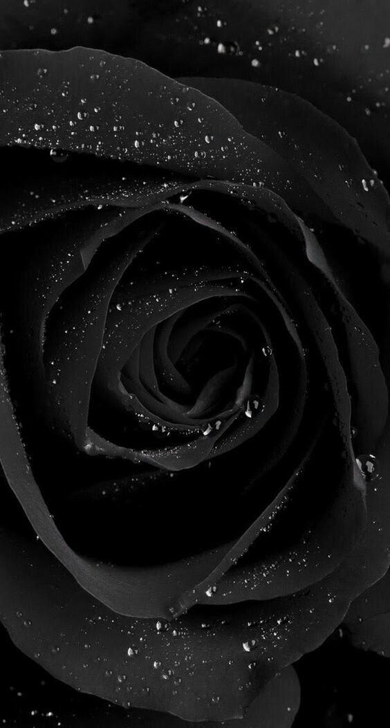 Rose And Buterly Wallpaper Color Black And White