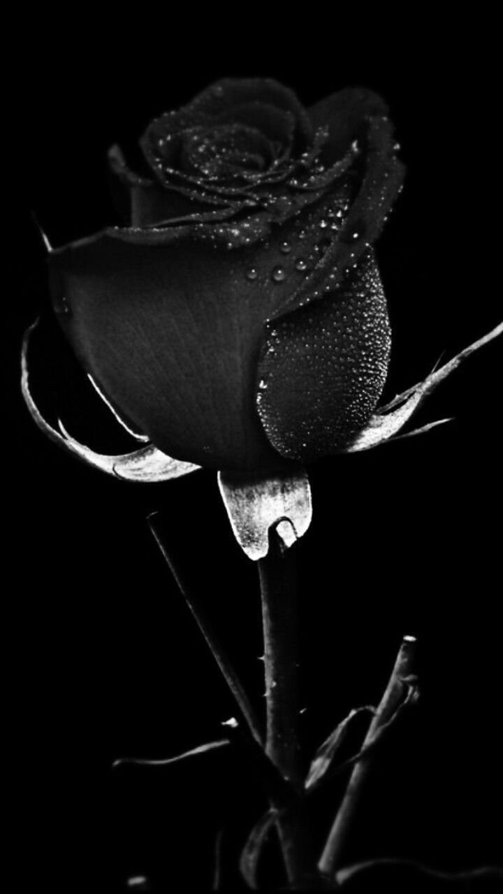 Rose Black Background Wallpaper HD