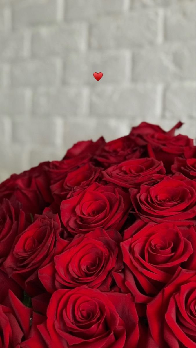Rose Flower Images For Whatsapp DP