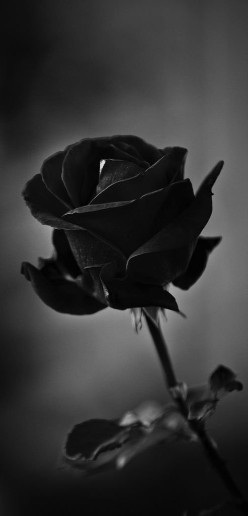 Rose Flower Wallpaper In Black Background