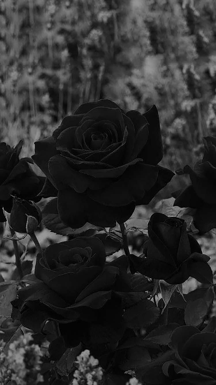 Rose Wallpaper In Hand Black And White With Coral Draw