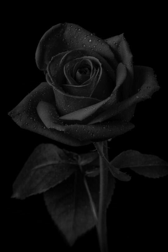 Rose Wallpaper With Black Background