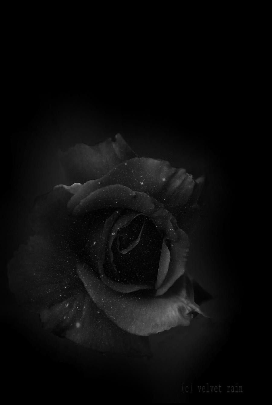 Rose With Black Background HD Wallpaper